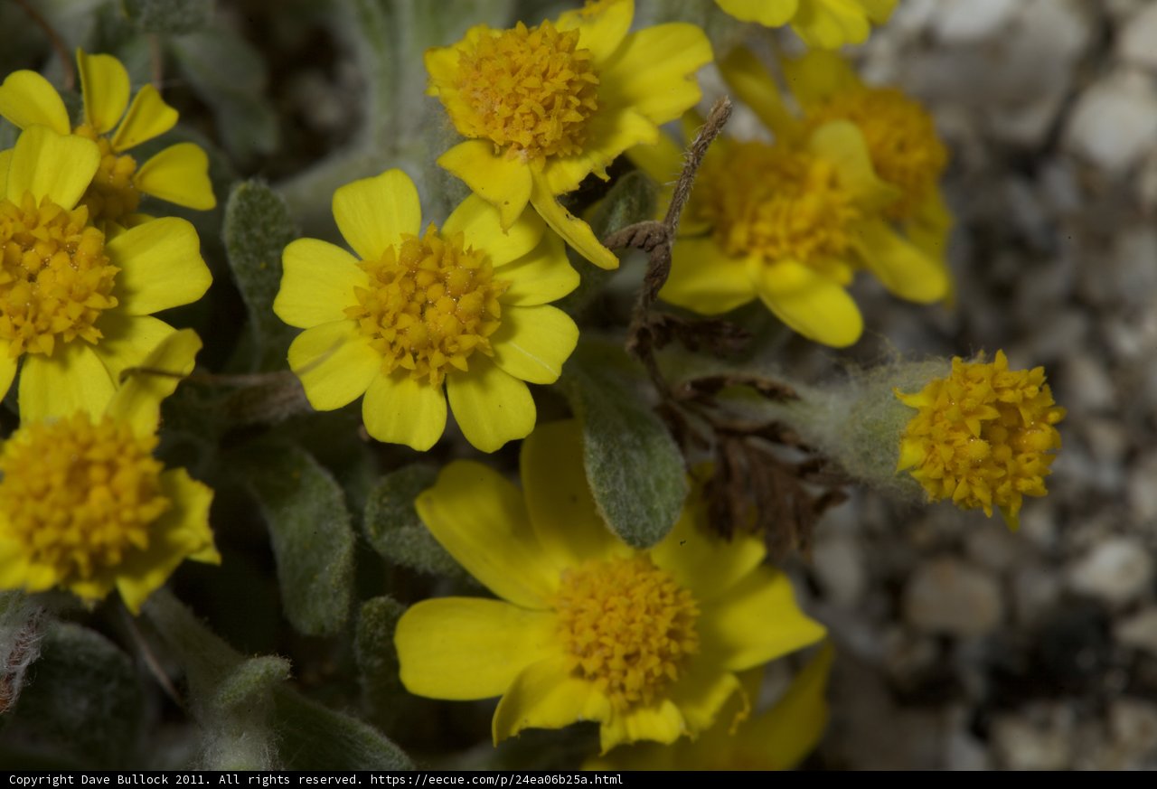 Sunny Blooms