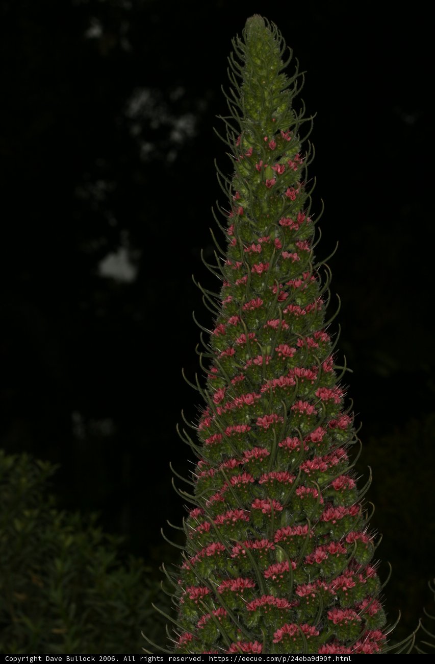 Pink Lupin in the Dark
