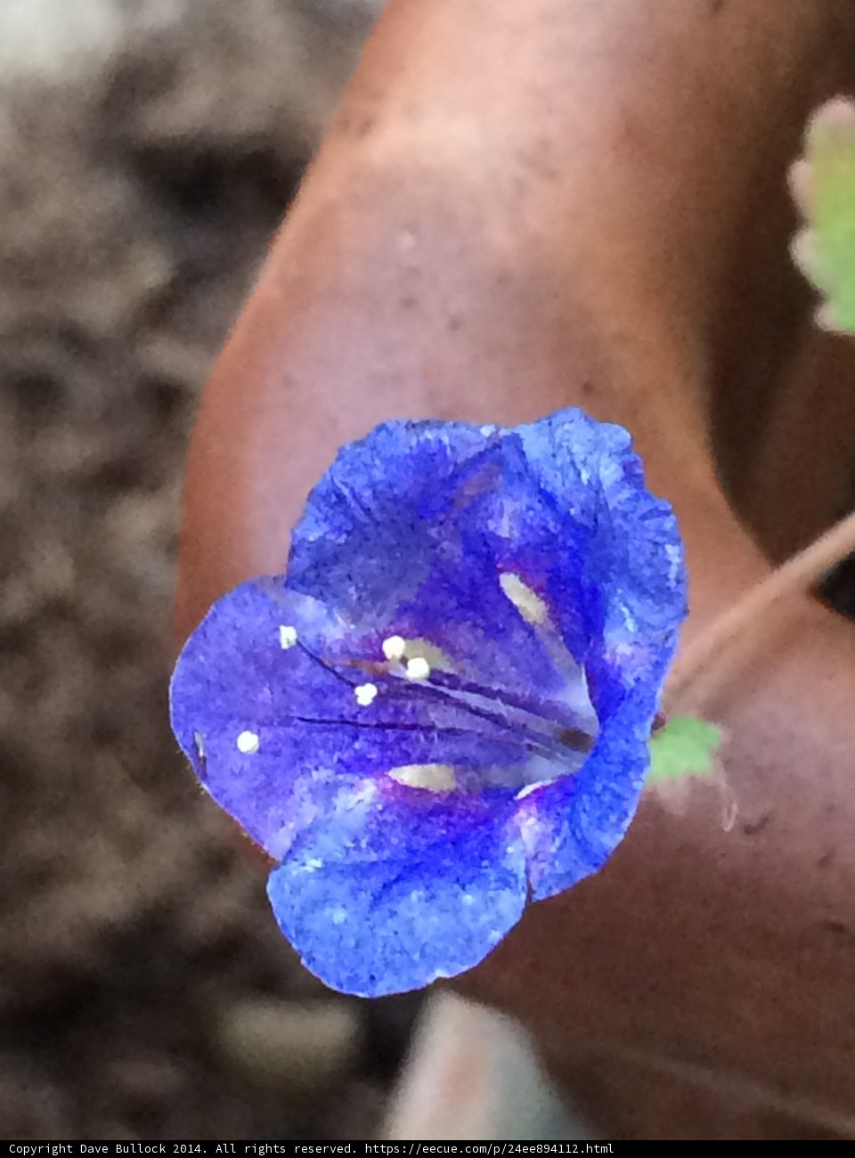 Blossoming Beauty