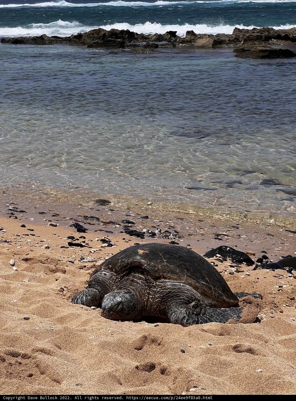 Basking in Paradise