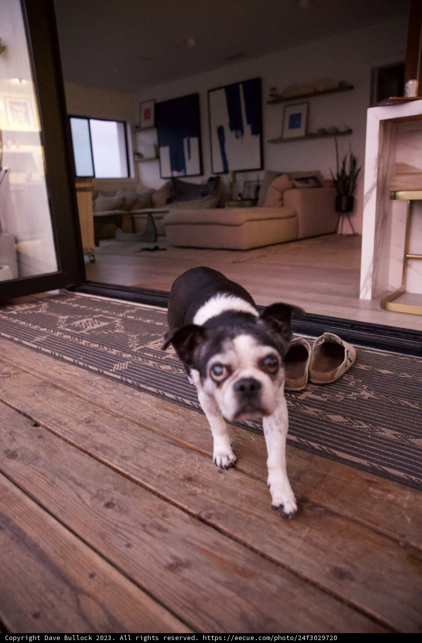 Canine Chic in L.A: Pooch in the Living Room