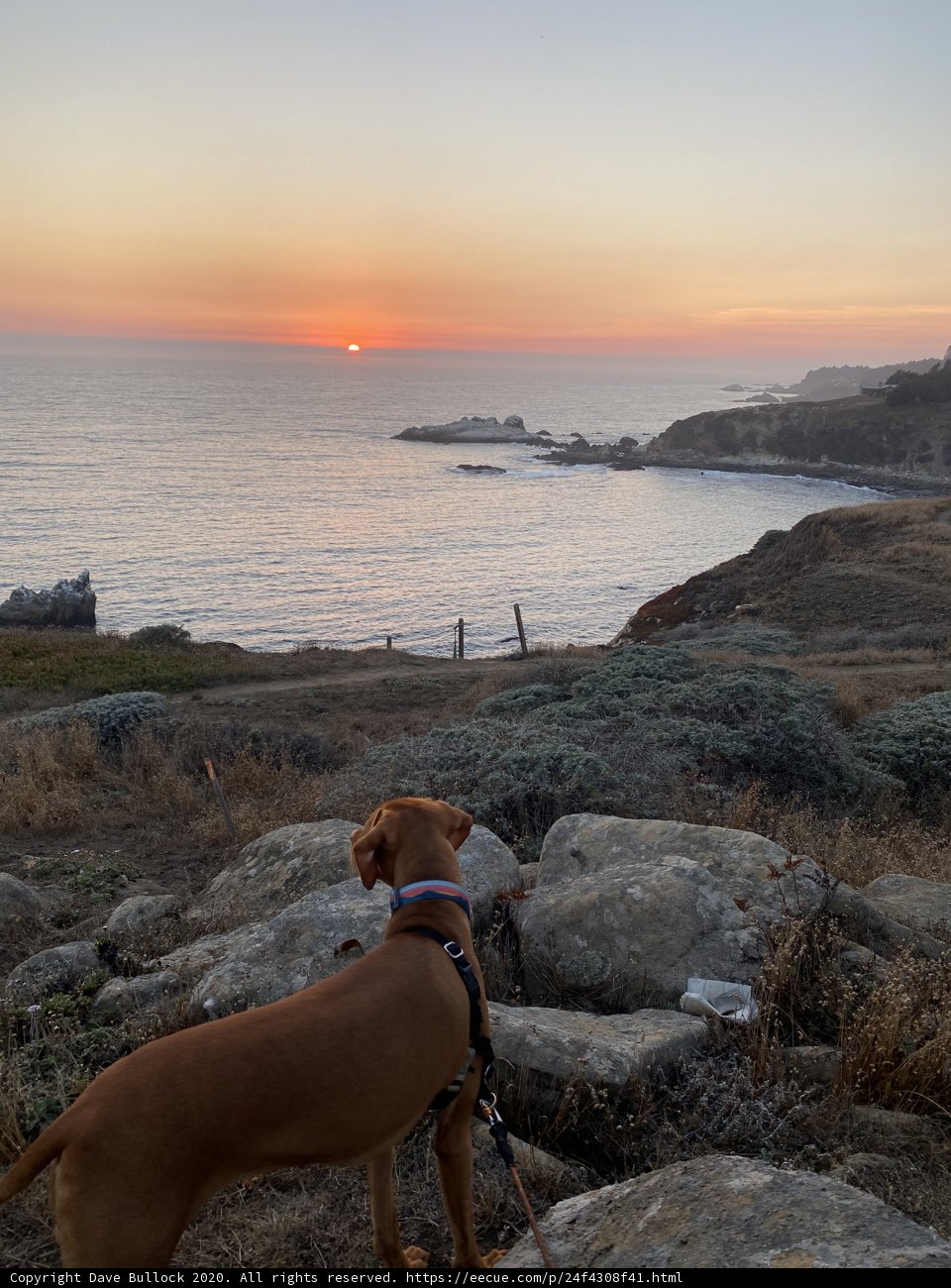 Overlooking the sea with man's best friend
