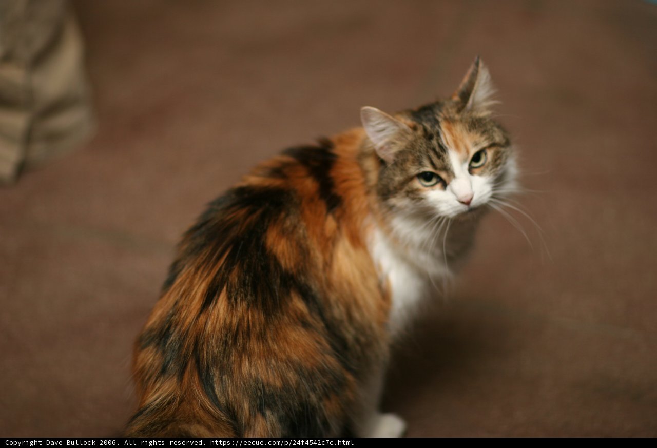Calico Cat on Hardwood Floor