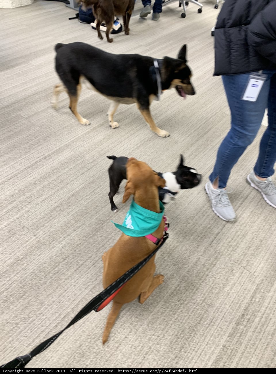 Paw Patrol in San Fran