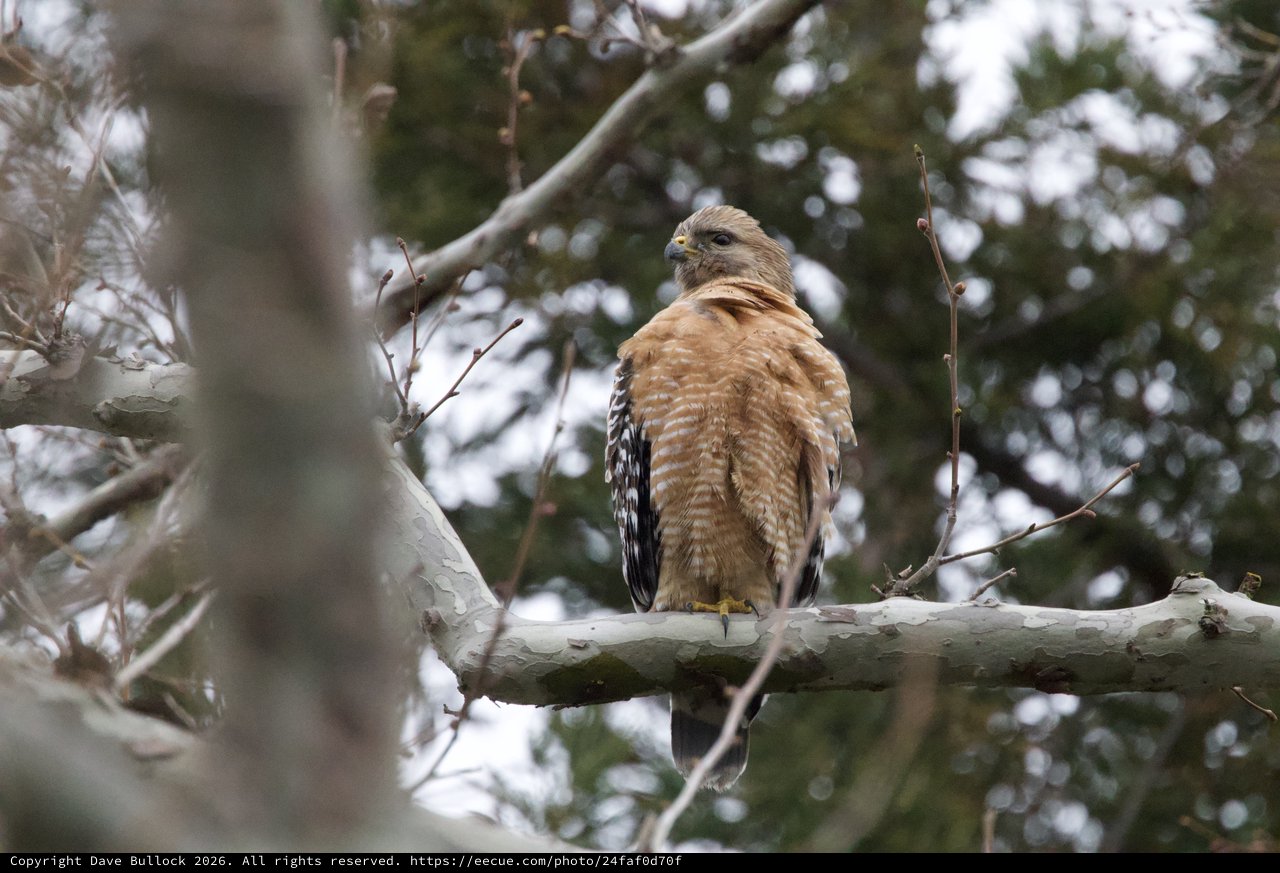 Red-Shouldered Hawk Perched in Winter Tree