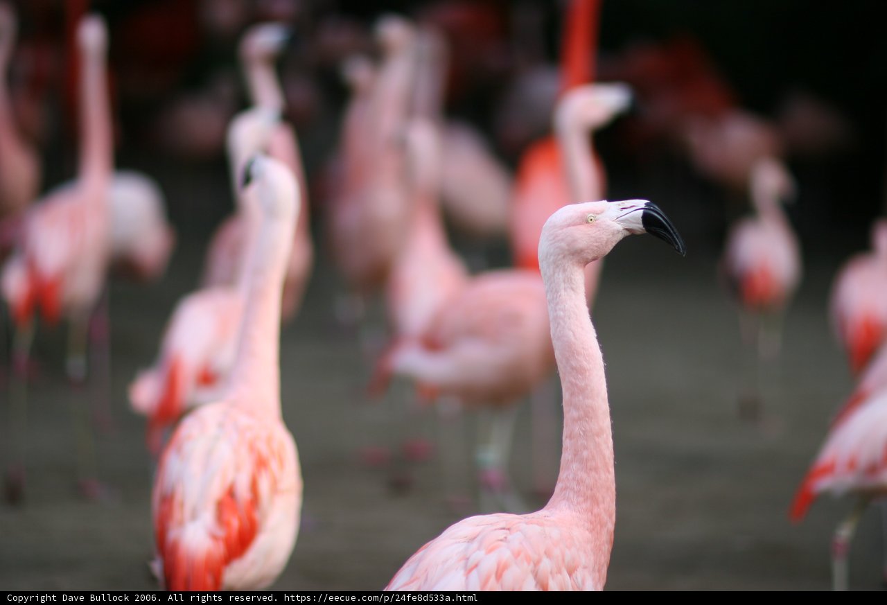 Flamingo Flock