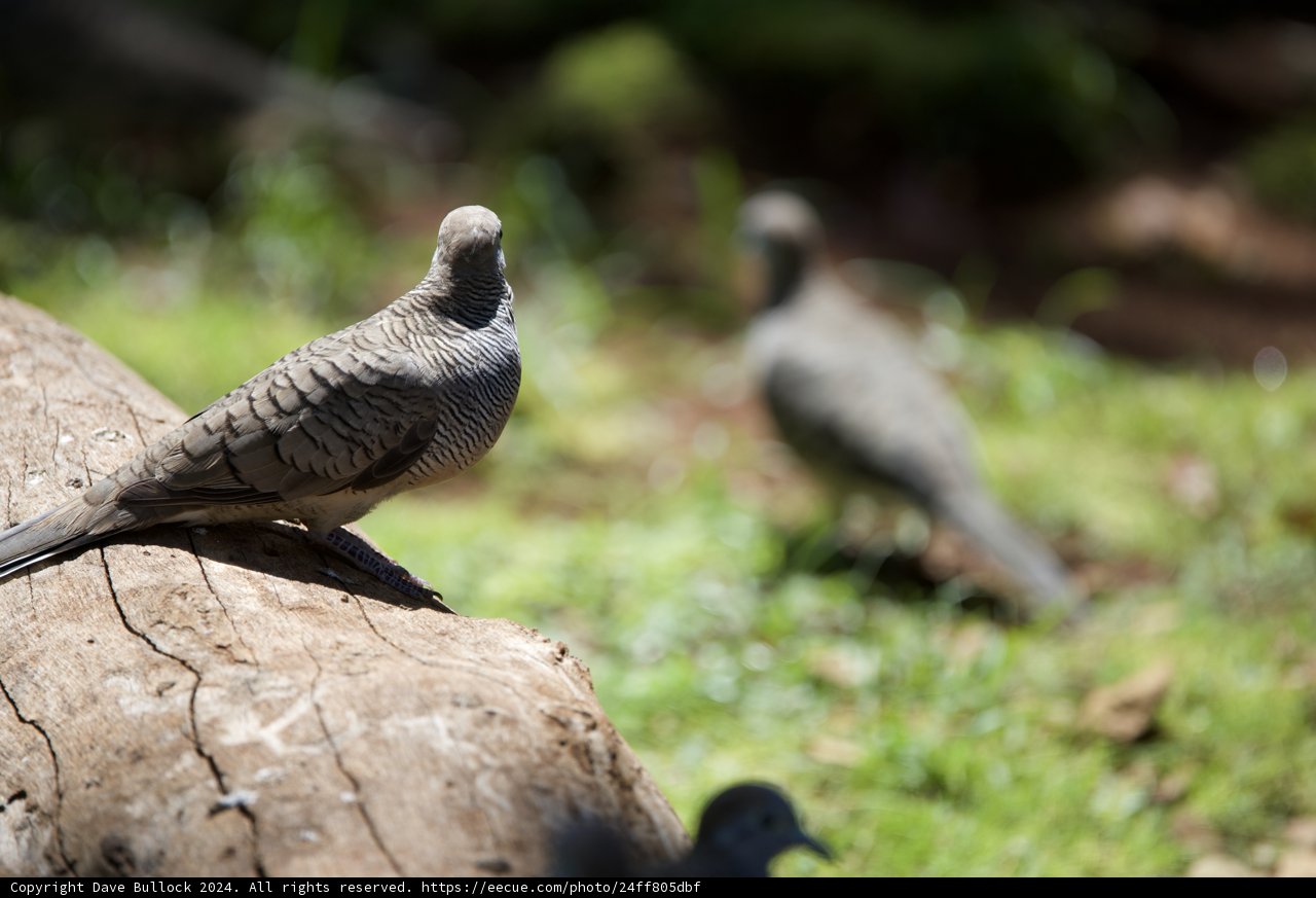 Tranquil Moments at Honolulu Zoo