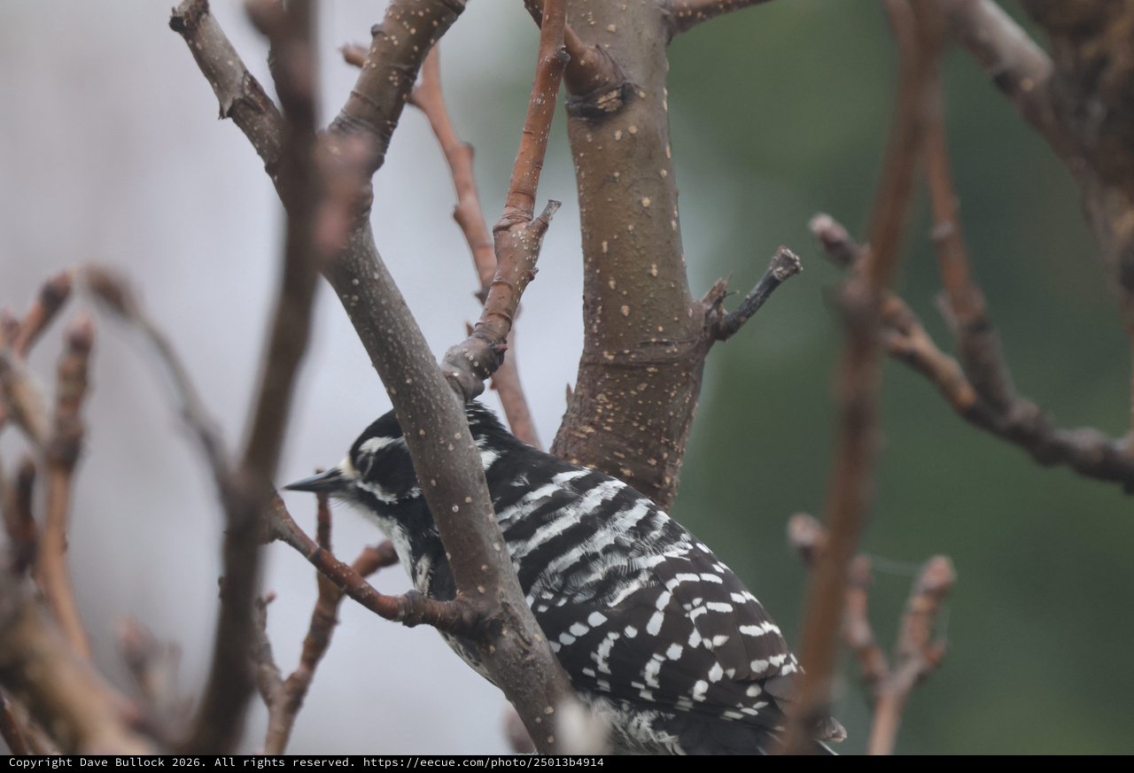 Downy Woodpecker Foraging Among Winter Branches