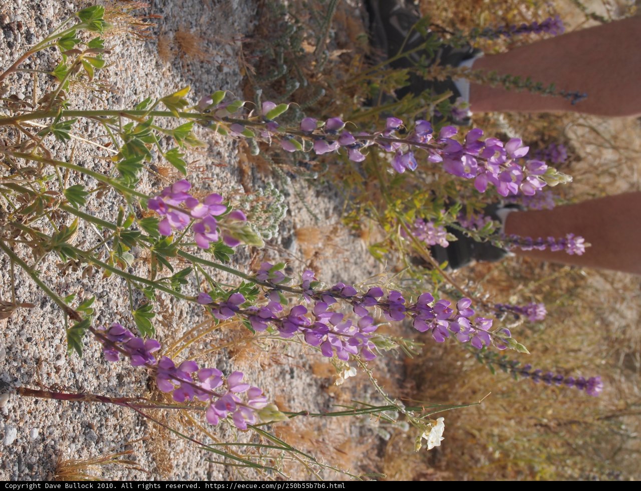 Standing Amongst the Purple Wildflowers of Anza Penelope