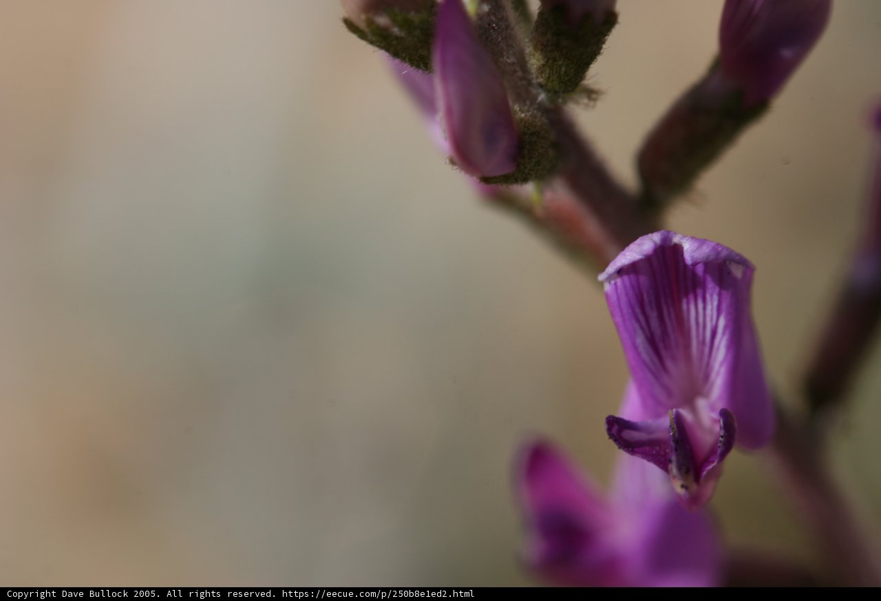 Purple Perfection
