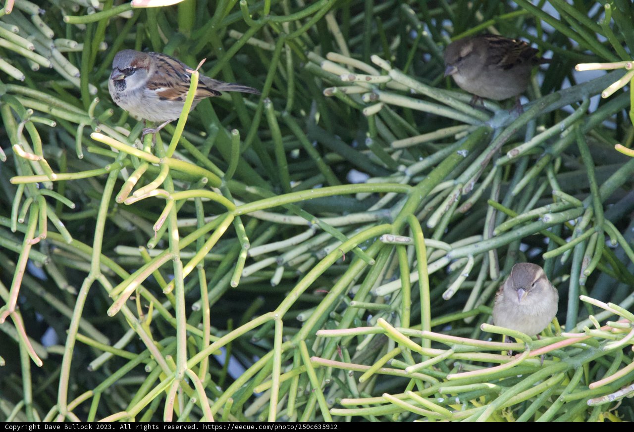 Trio of Feathered Symphonies