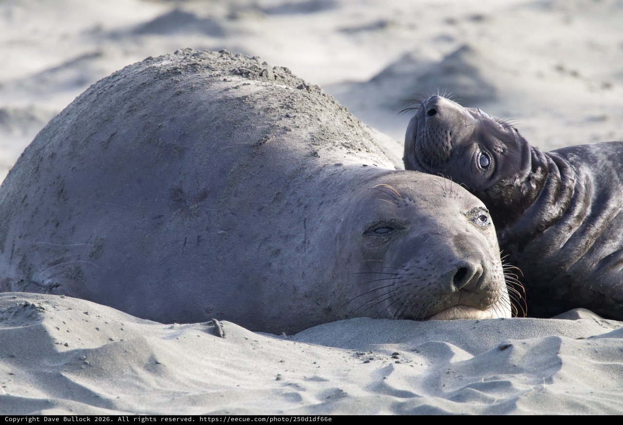 Elephant Seal Mother and Pup Bonding on Beach