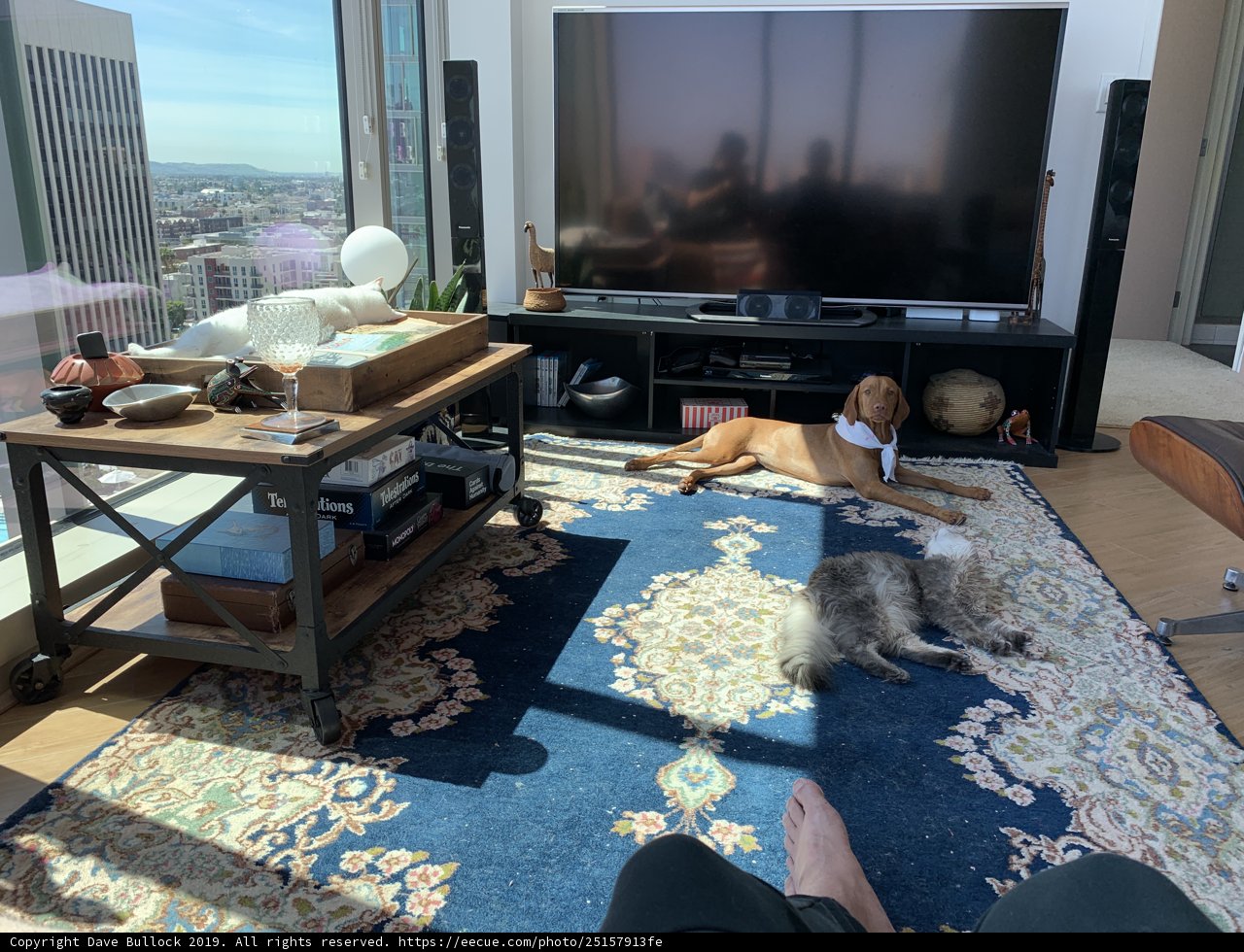Furry Friends and Entertainment