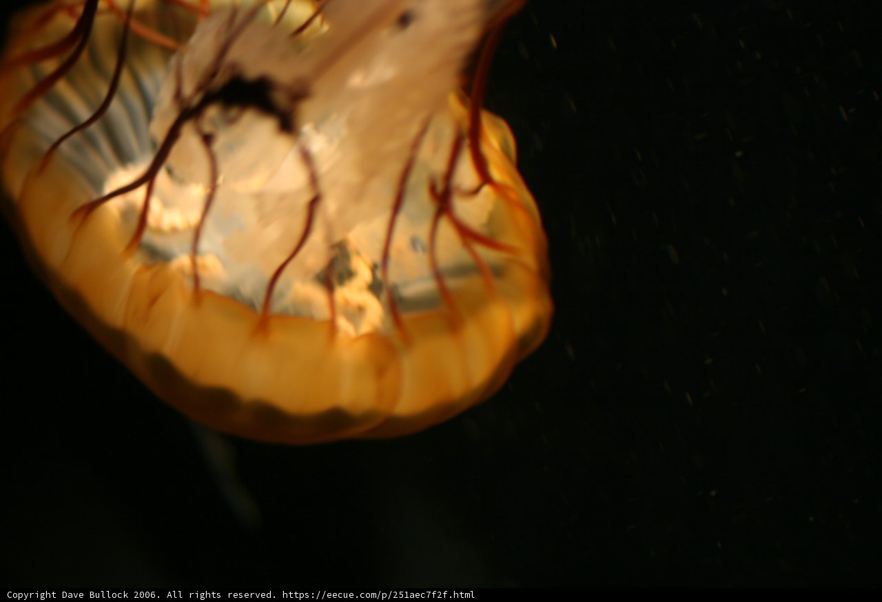 Glowing Jellyfish in the Dark