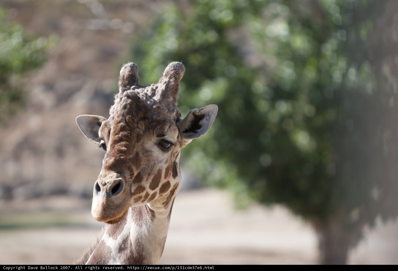 The Majestic Giraffe