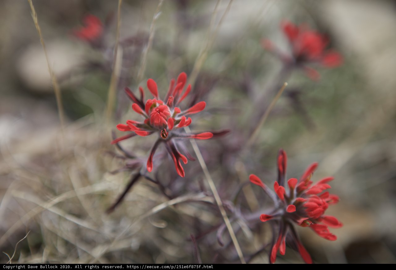 Red Geranium Blossom with Dark Petals in the Desert