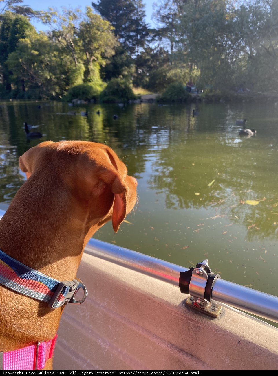 Canine on a Boat