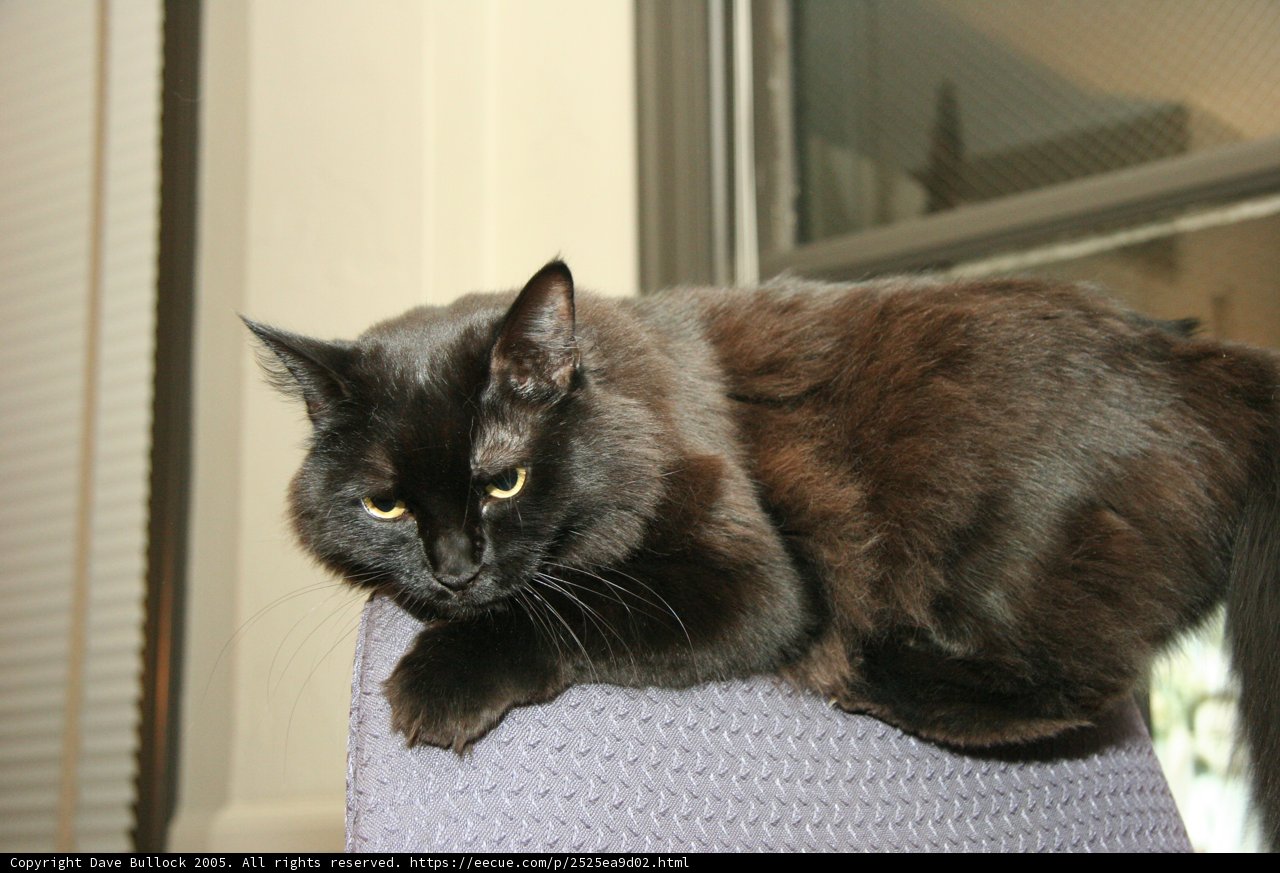 The Regal Black Cat
