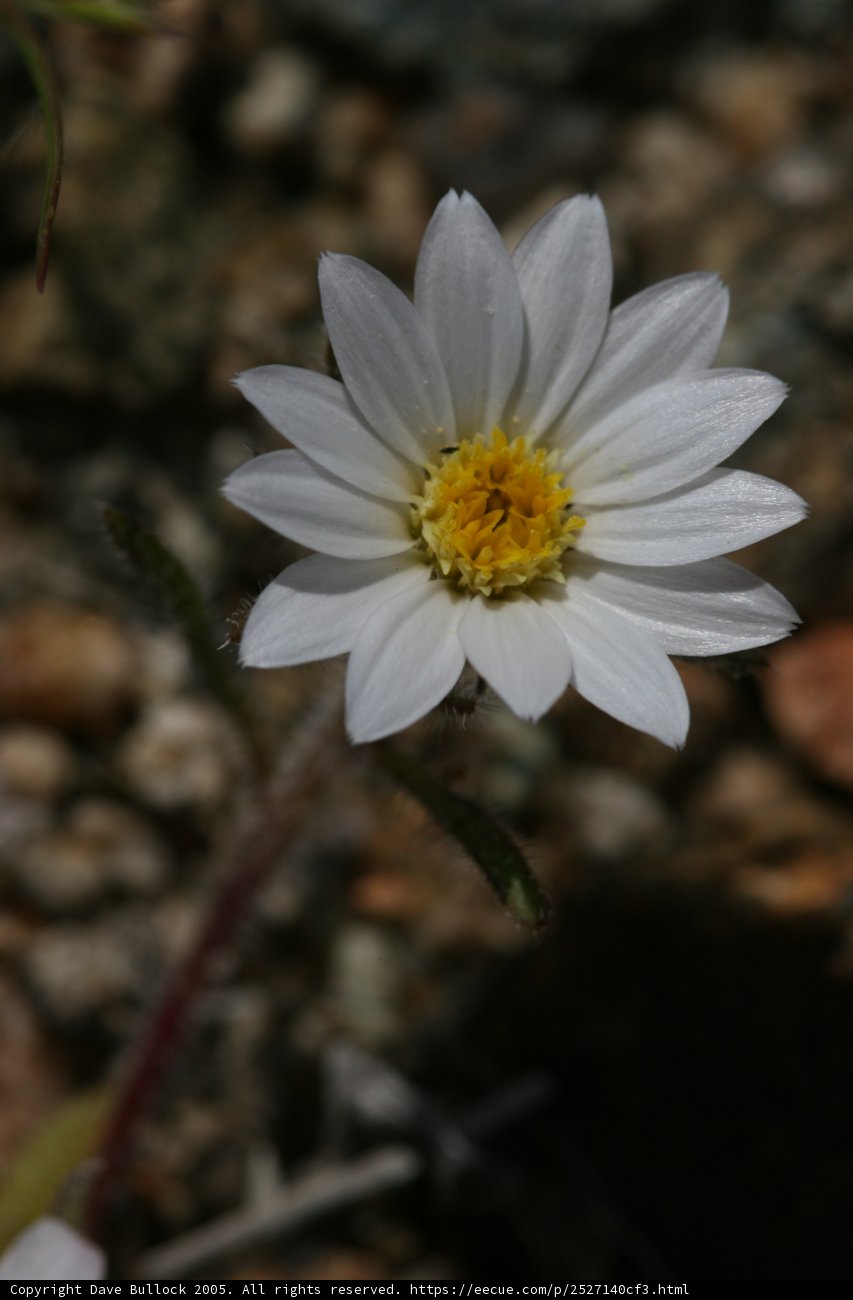 The Radiant Daisy