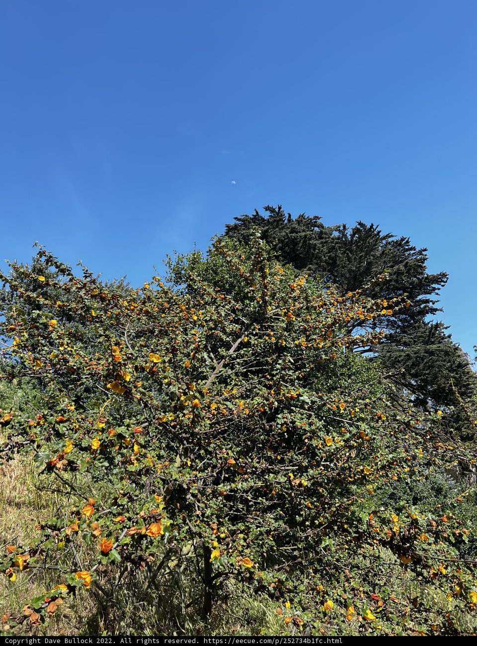 Blooming Oak Tree under Blue Skies