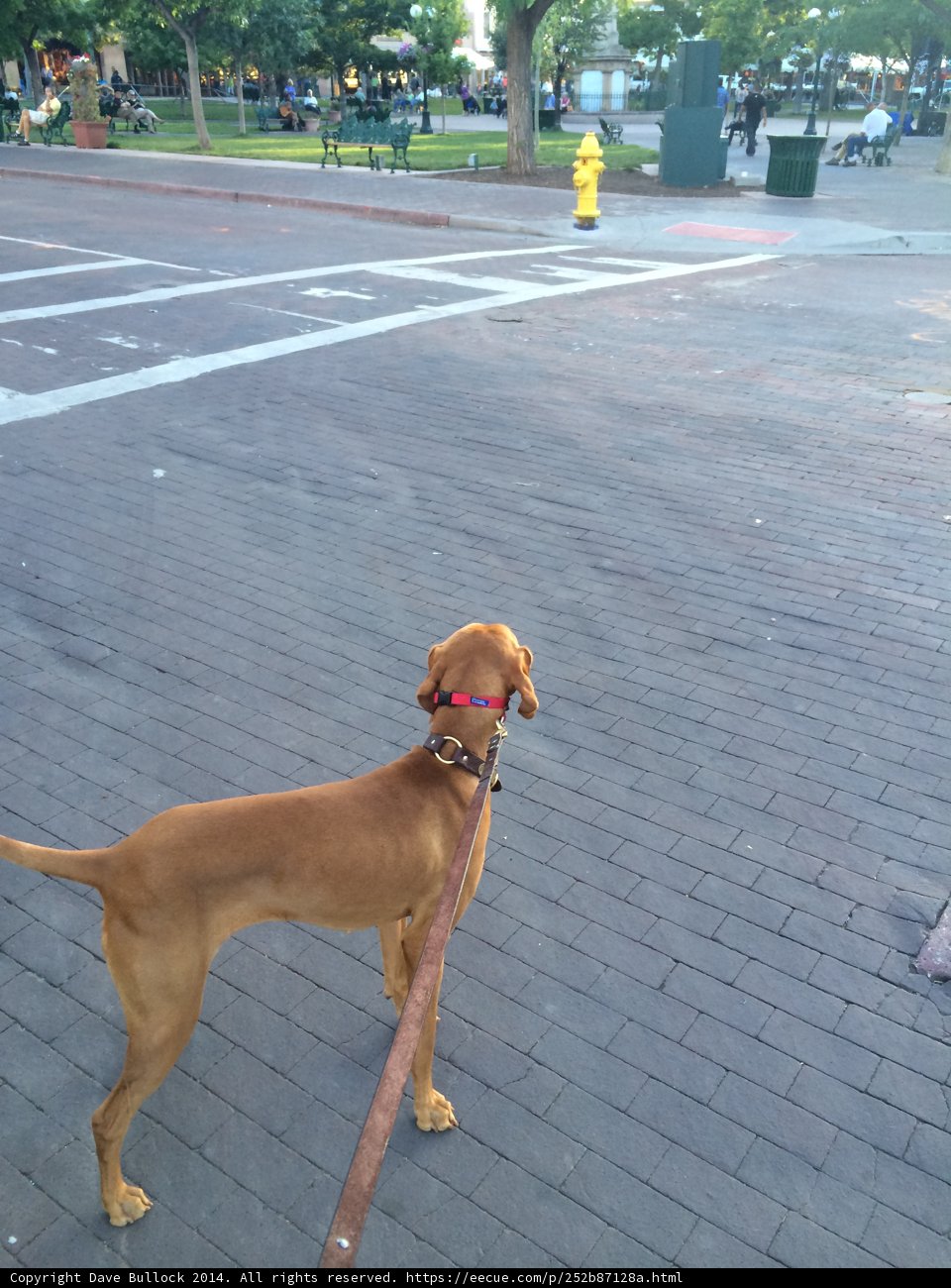 City Stroll with Furry Best Friend
