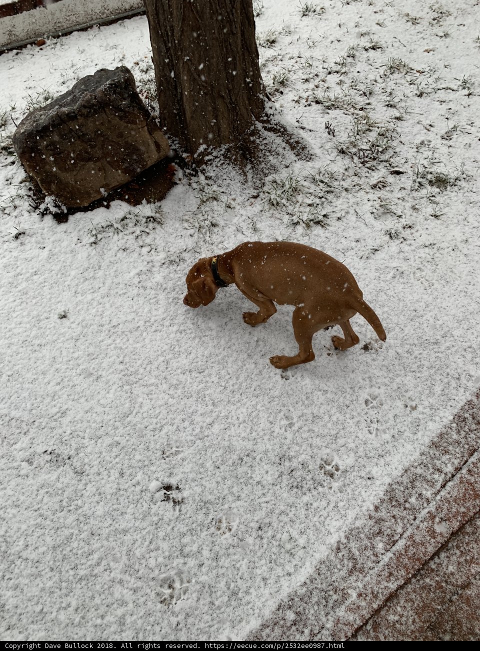 Winter Walkies