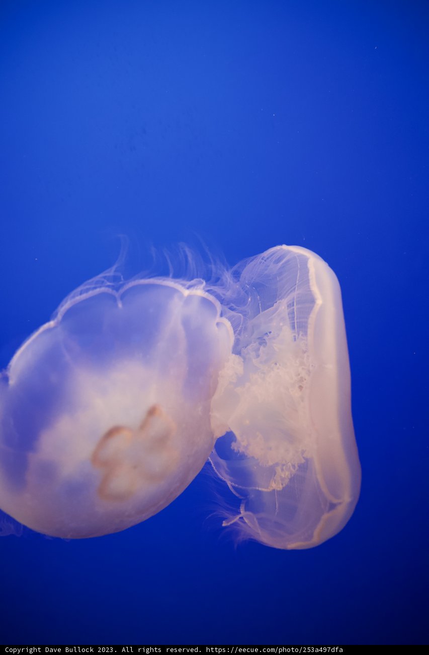 Translucent Beauty at Monterey Bay Aquarium