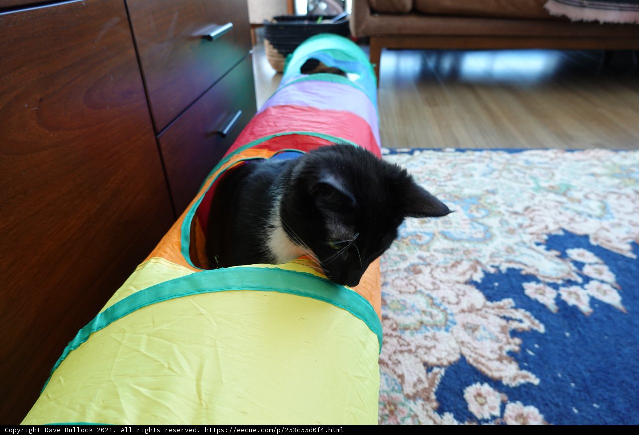 Feline Fun in a Colorful Tube