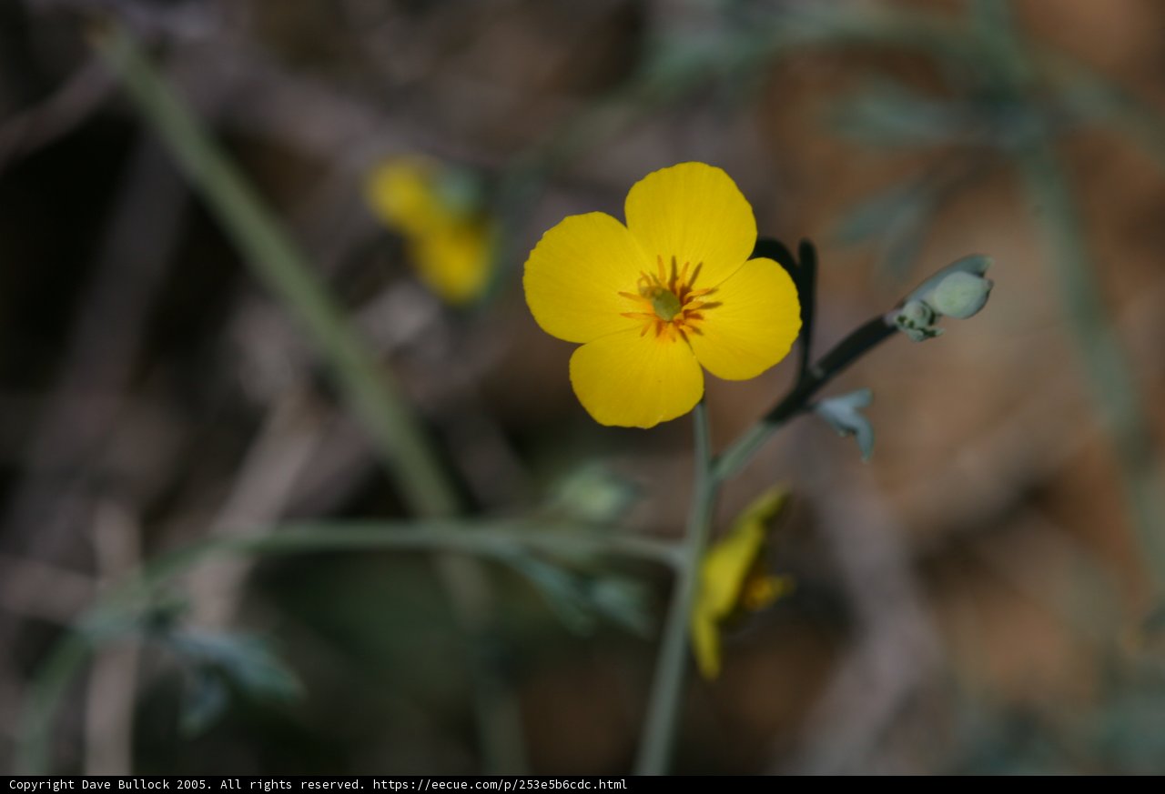 A Lone Yellow Geranium Flower