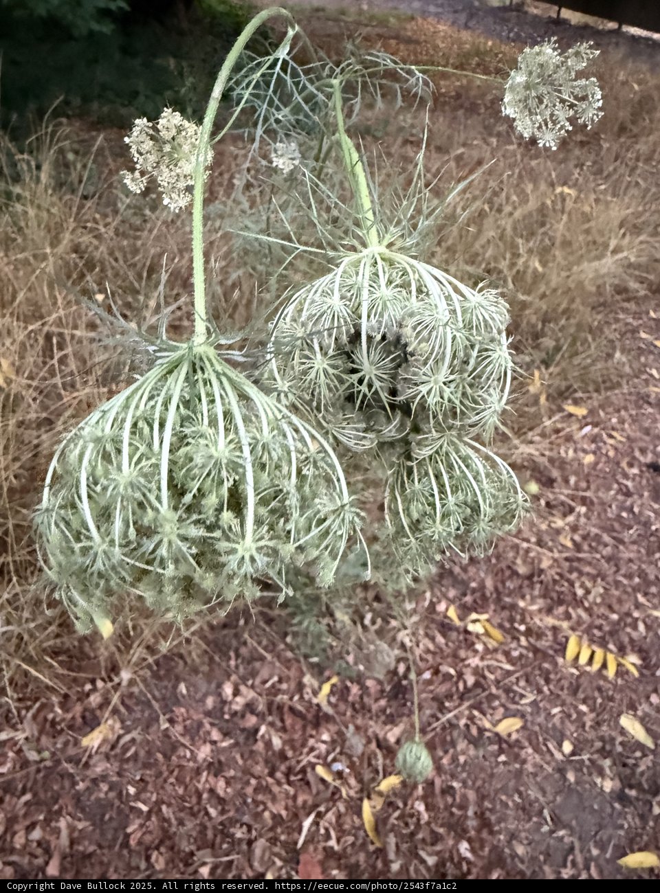Whispers of Wild Apiaceae