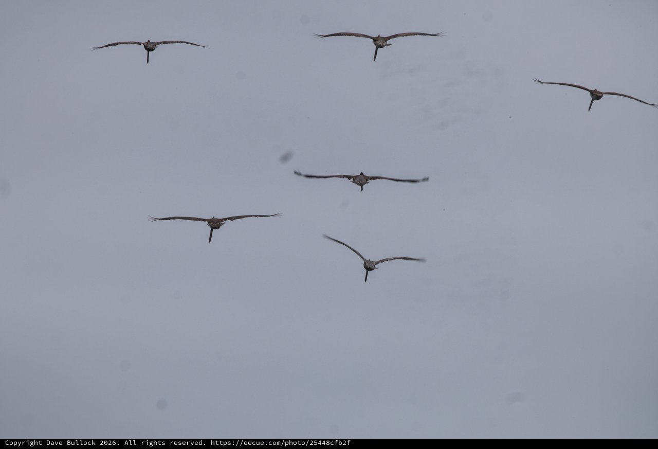 Flock of Sandhill Cranes Soaring Through Overcast Sky