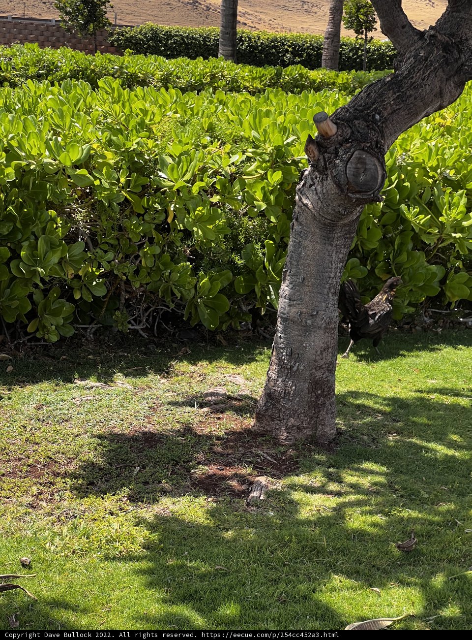 Majestic Tree with Dangling Branch