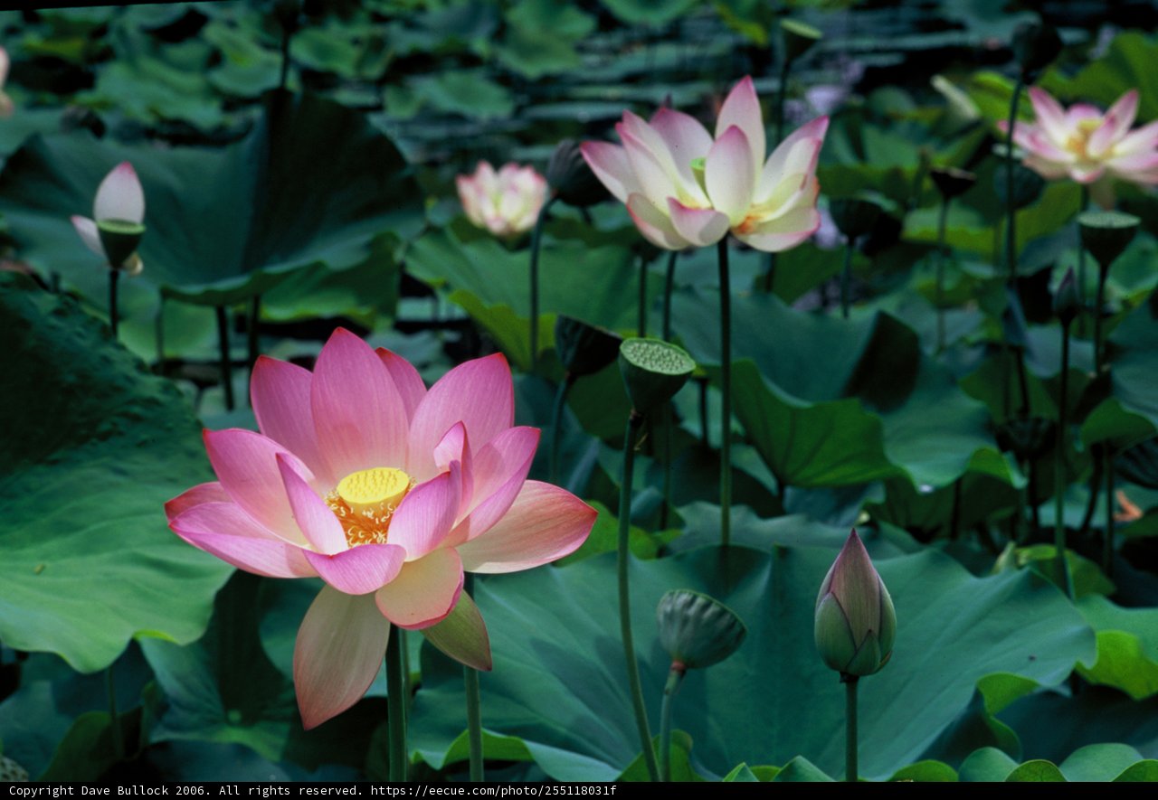 Blooming Beauty
