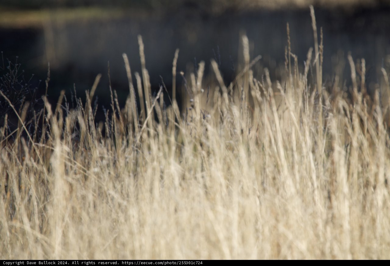 Whispering Grains