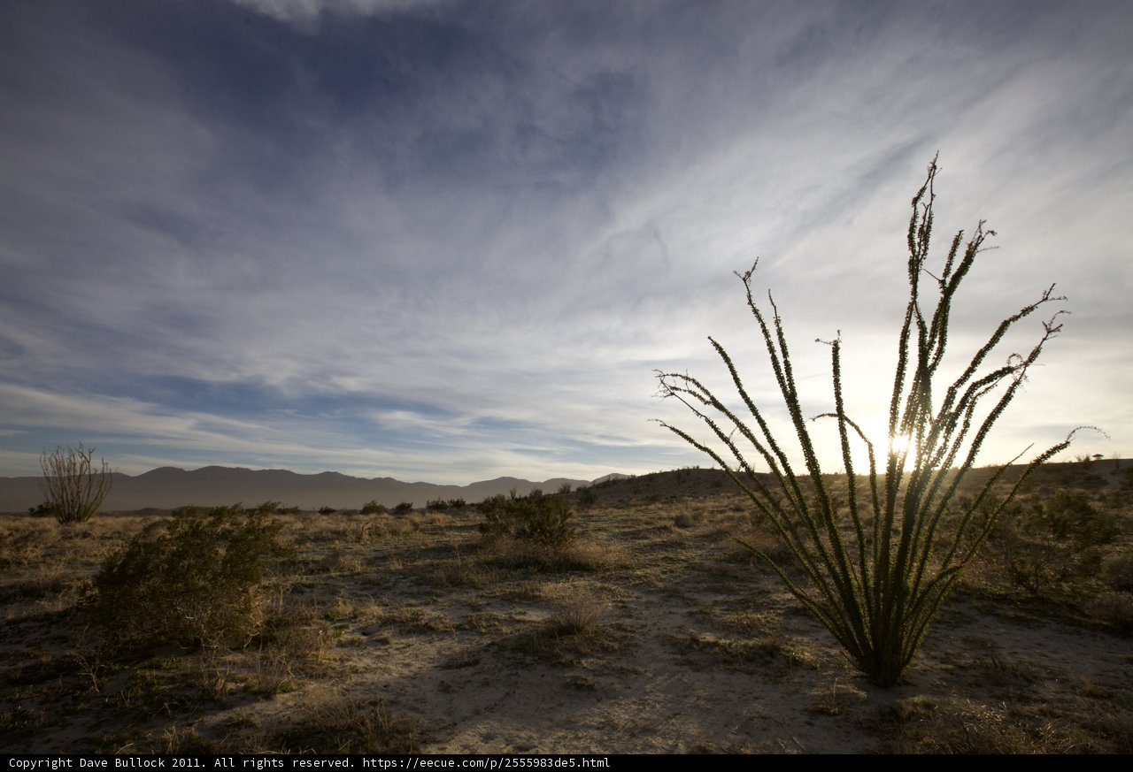 Towering Agave