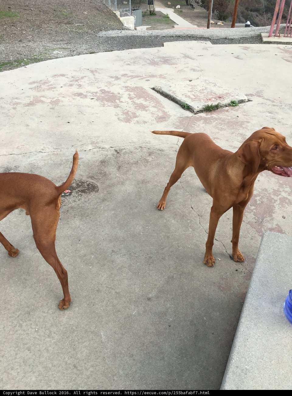 Two Canine Companions on the Ridgeback