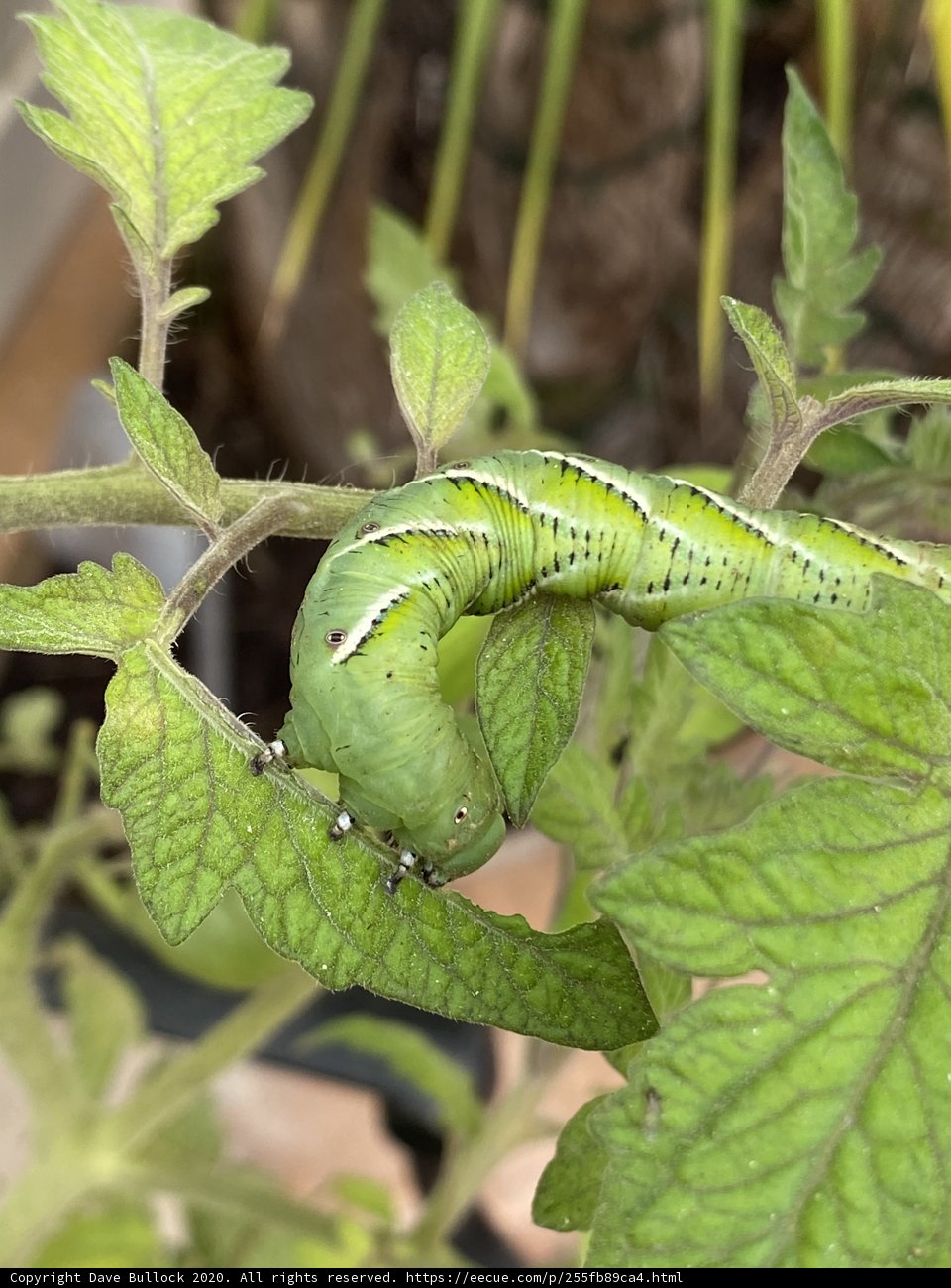 Green Caterpillar on a Plant