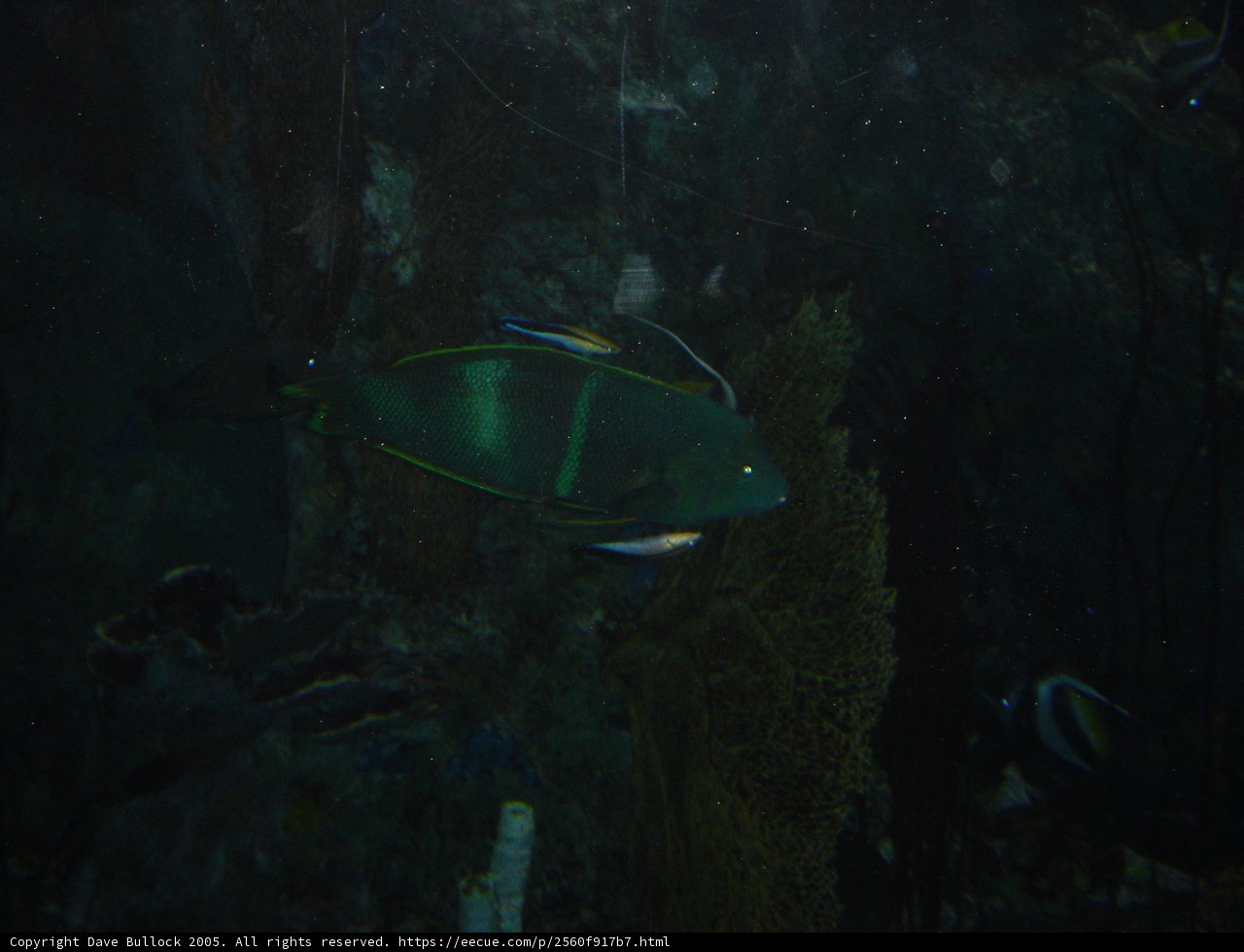 Yellow Striped Angelfish in a Green World