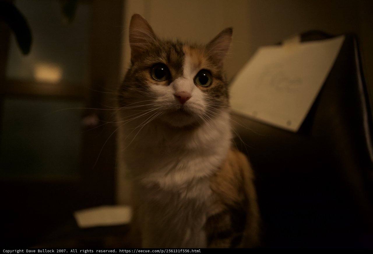 Chair Kitty