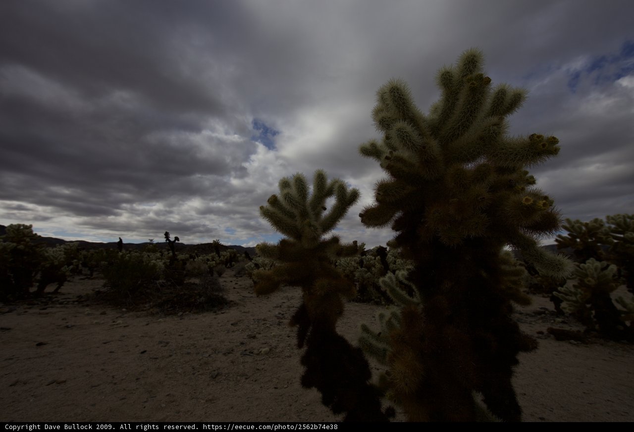Desert Beauty