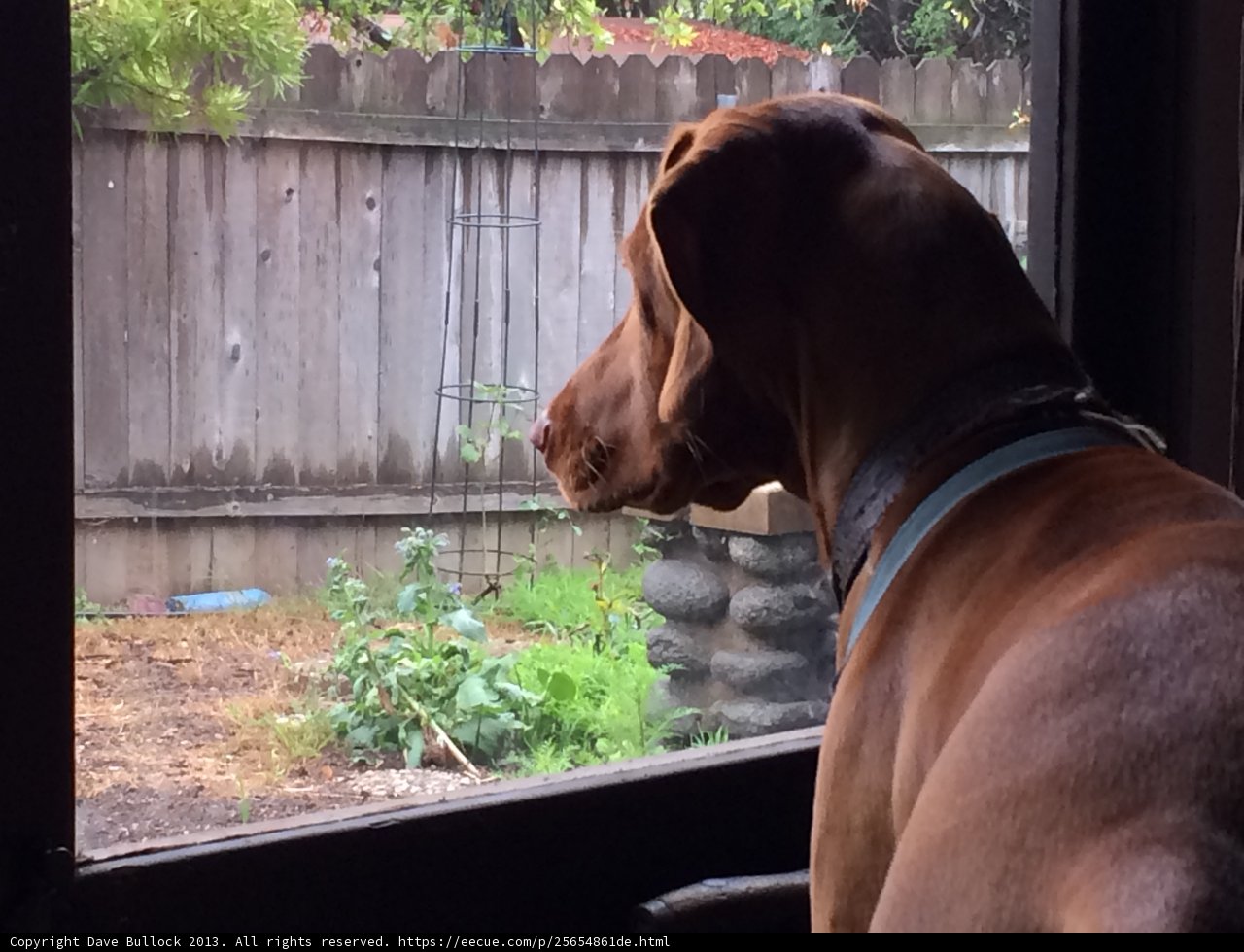 Pointer Pup Contemplates Backyard Adventure