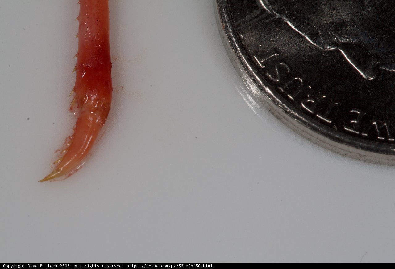 The Coin-Worm Conundrum