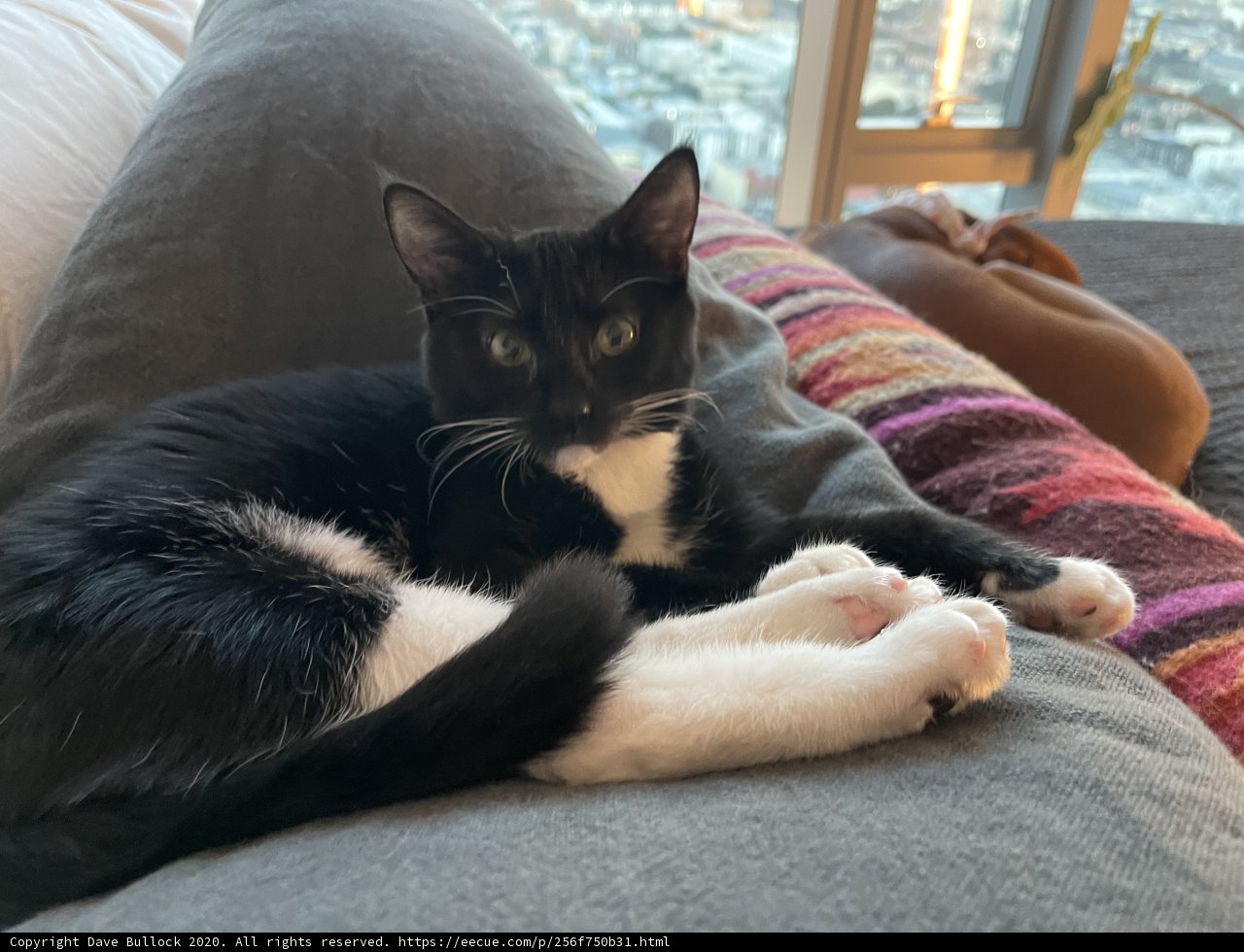 Comfy Cat on the Couch