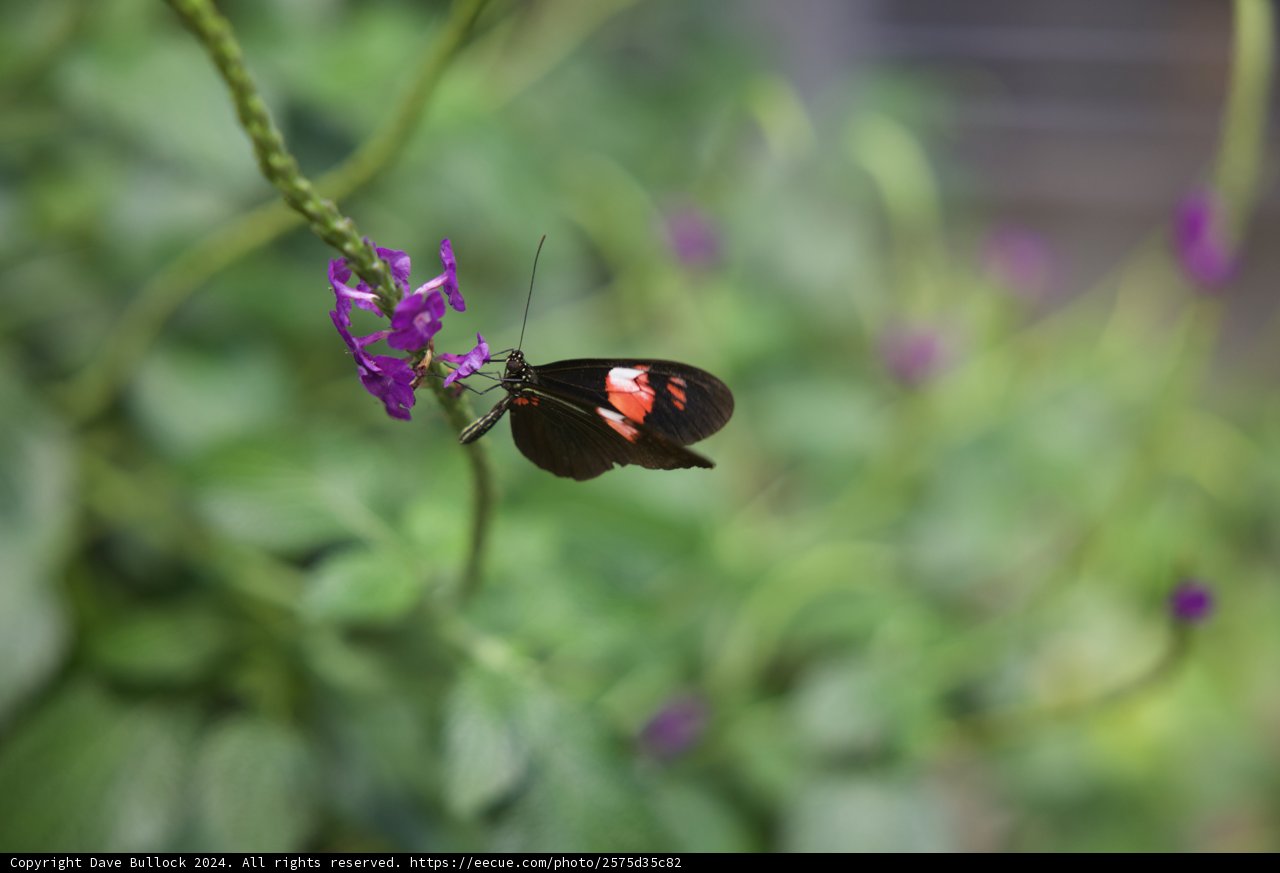 The Spotted Beauty of the Rainforest