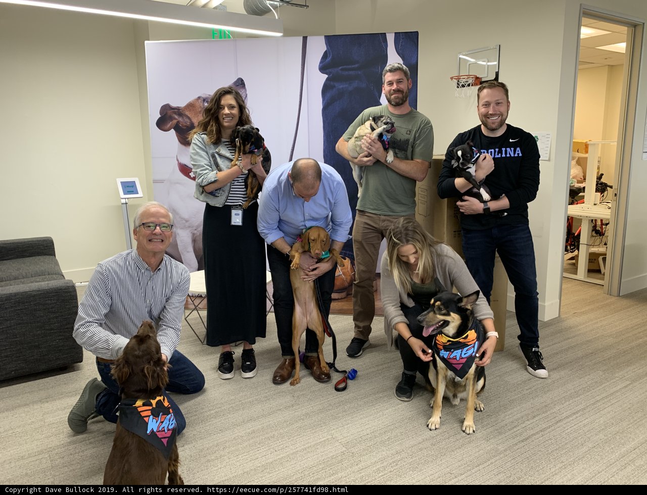 Pawsitively Productive: Dogs Join the Workforce at San Francisco Office