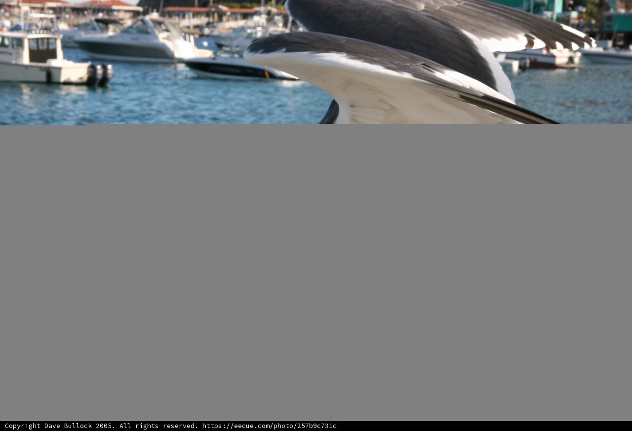 Majestic Bird Soaring Over Boats in Harbor