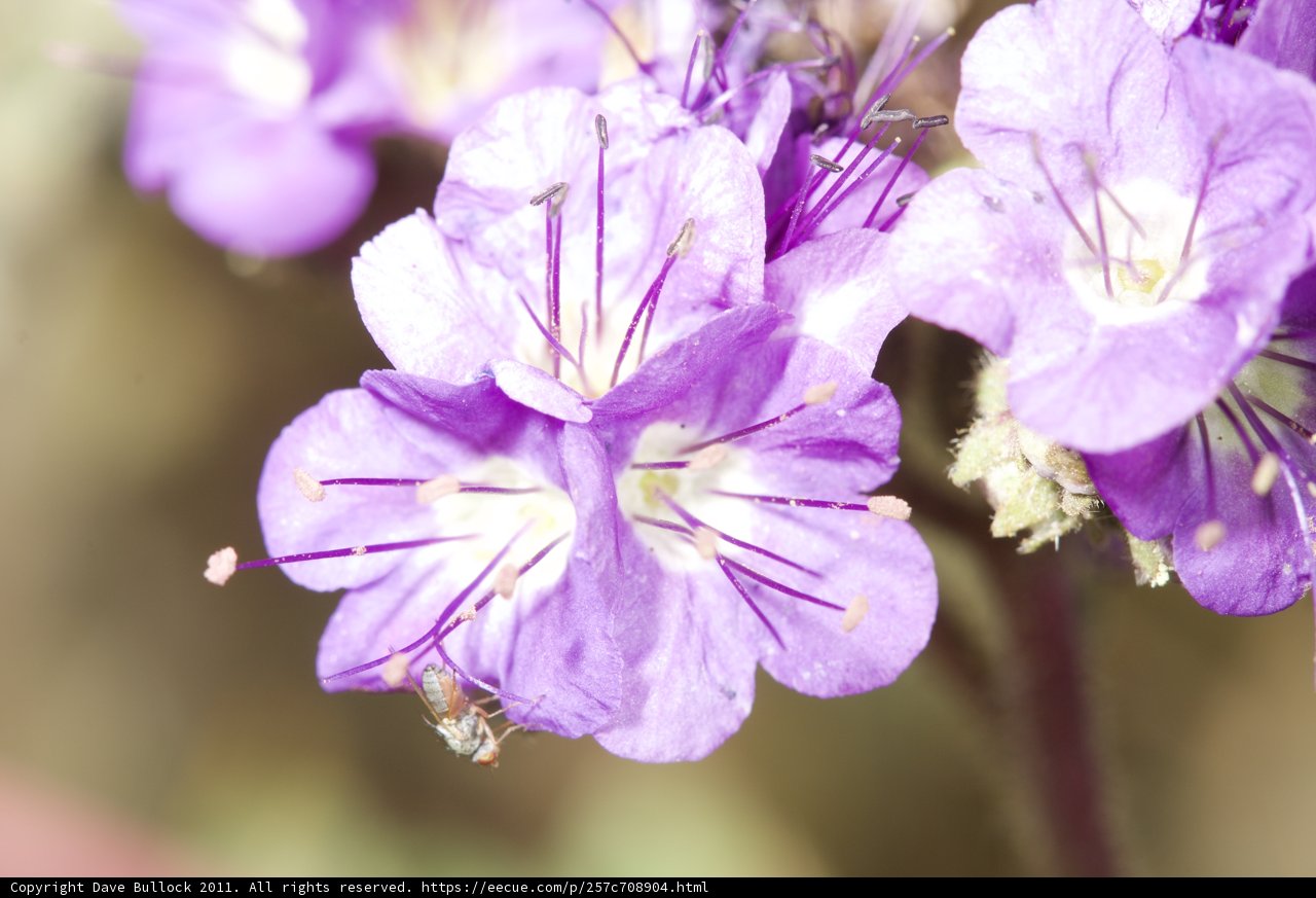 Buzzing Bee on Purple Flower