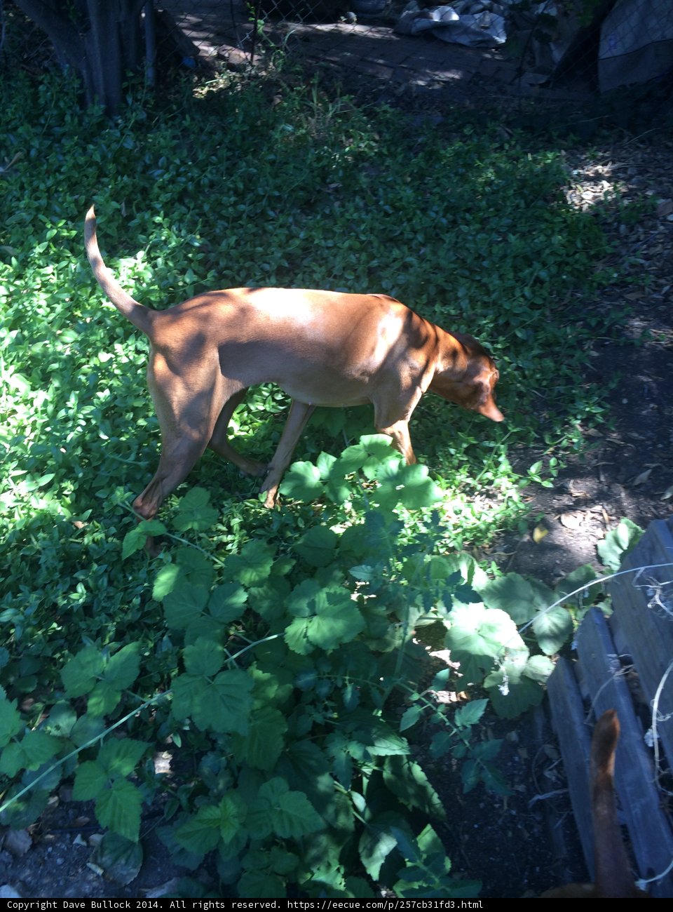 Canine in the Garden
