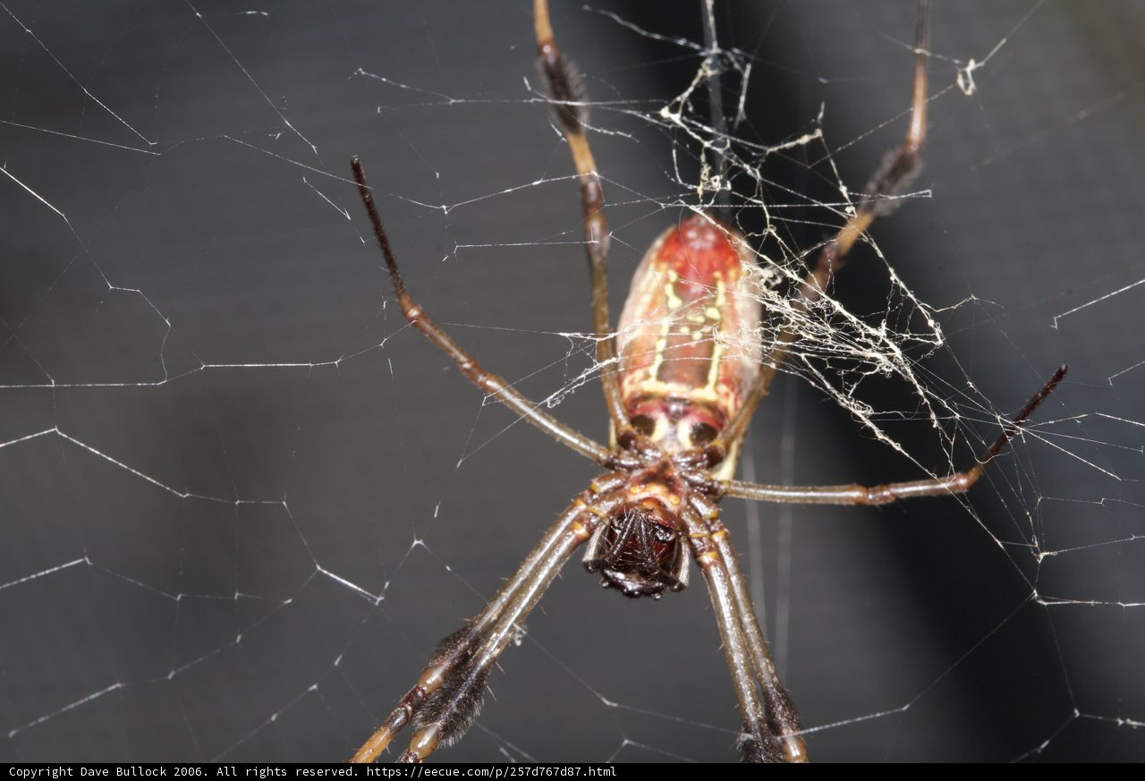 Garden Spider on a Web