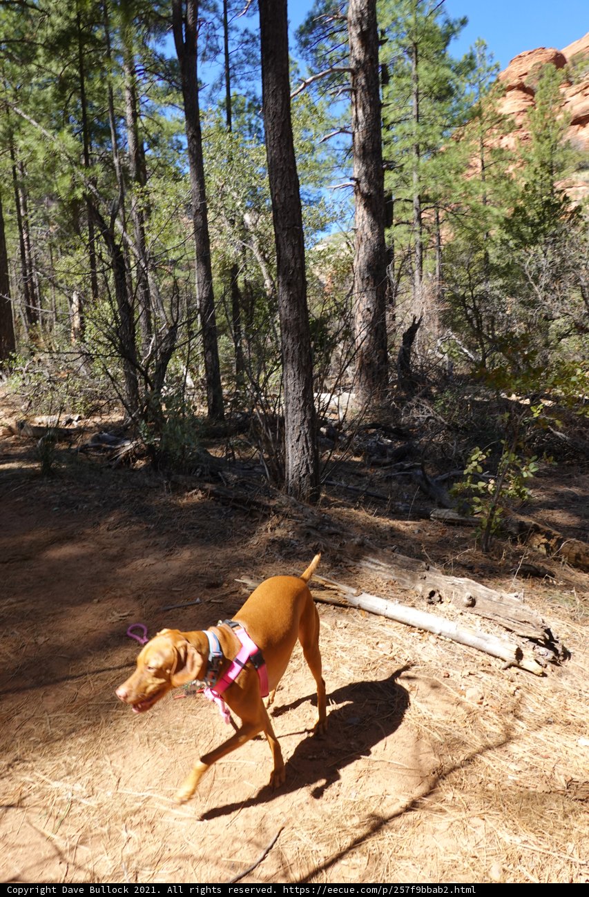 Pink Leashed Vizsla on a Wild Adventure in the Woods